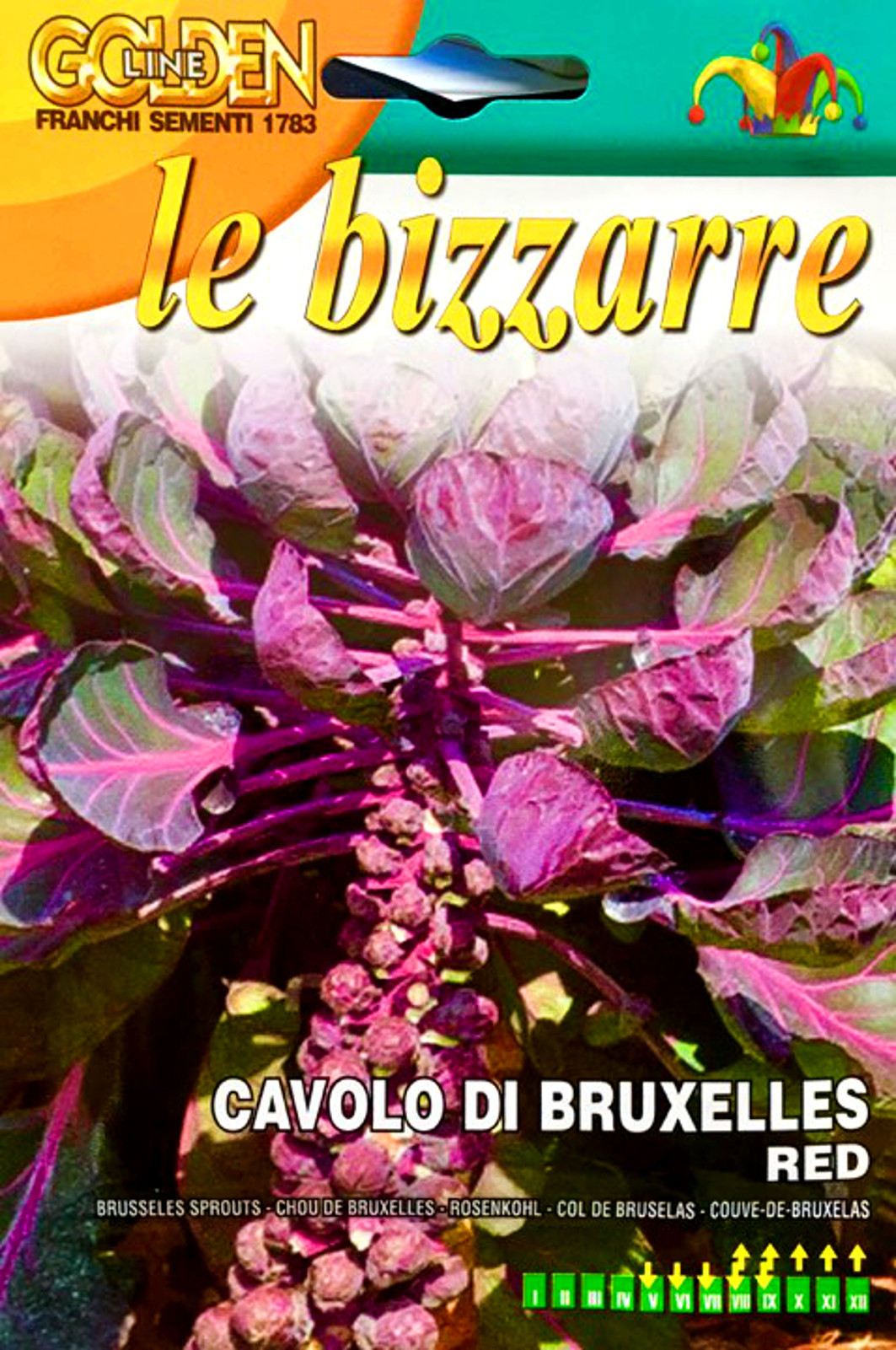CAVOLO DI BRUXELLES Red