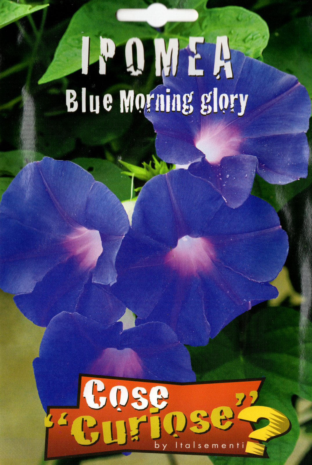 IPOMEA Blu Morning Glory