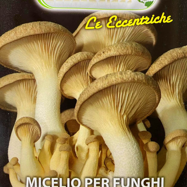Micelio Funghi Cardoncello