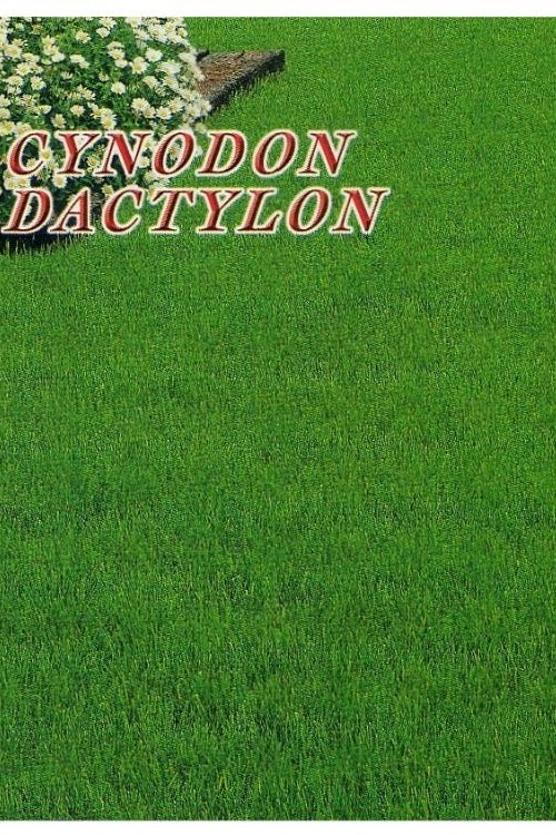 CYNODON DACTYLON