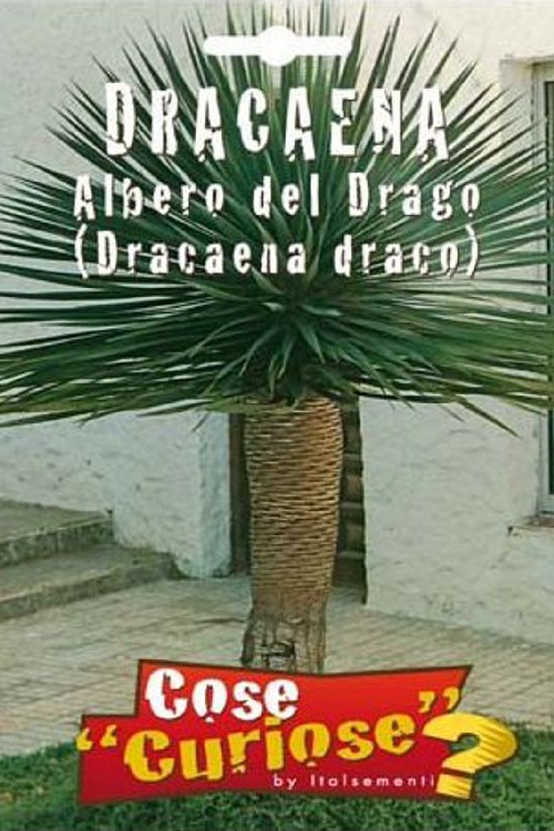 DRACAENA " Albero del Drago "