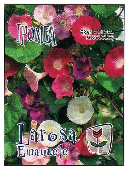 IPOMEA " Grandiflora Miscuglio "