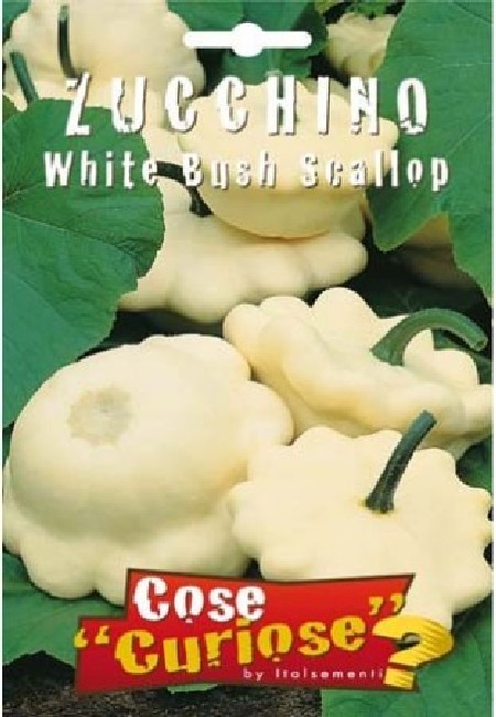 ZUCCHINO " White Bush Scallop "
